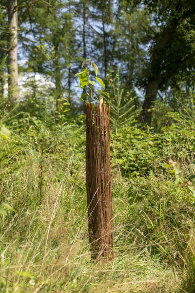 SALIX Wuchshülle Wiry aus Weide und unverz. Draht